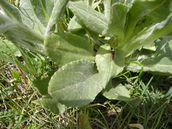 Senecio scopolii / Senecione illirico